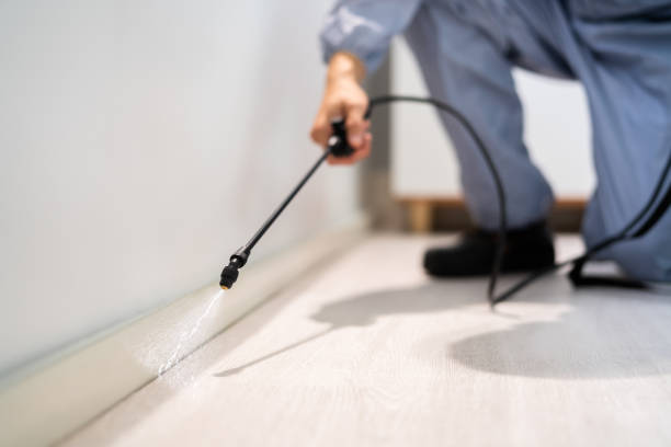 Professional exterminator conducting IPM assessment in Ampere North