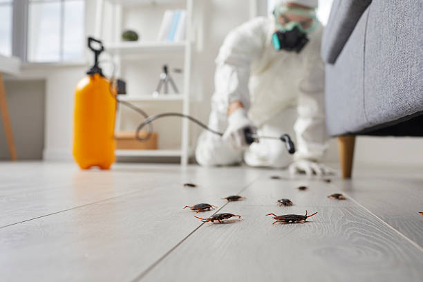 Commercial Kitchen Cockroach Control in Ampere North